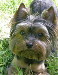 щенки Йоркширского терьера