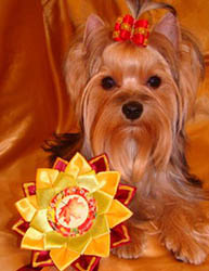 щенки Йоркширского терьера