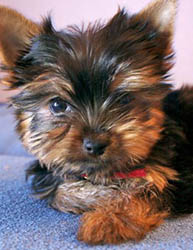 щенки Йоркширского терьера