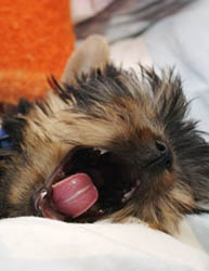 щенки Йоркширского терьера