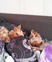 щенки Йоркширского терьера