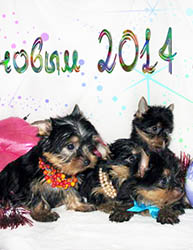 щенки Йоркширского терьера