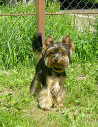 щенки Йоркширского терьера