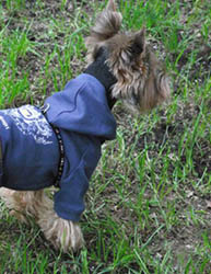 щенки Йоркширского терьера