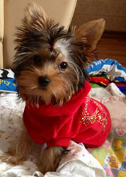 щенки Йоркширского терьера