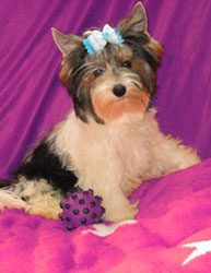 щенки Йоркширского терьера