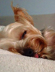 щенки Йоркширского терьера