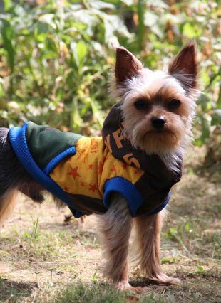 щенки Йоркширского терьера