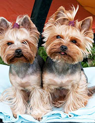 щенки Йоркширского терьера