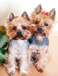 щенки Йоркширского терьера