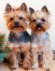 щенки Йоркширского терьера