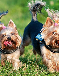 щенки Йоркширского терьера