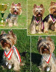 щенки Йоркширского терьера