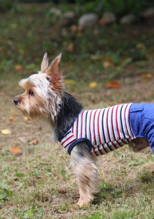 щенки Йоркширского терьера