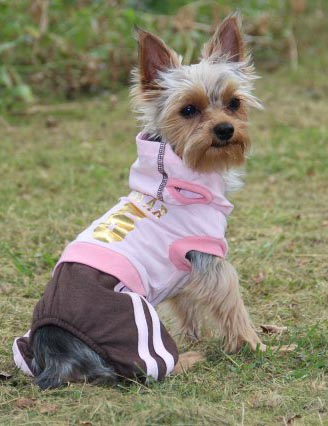 щенки Йоркширского терьера