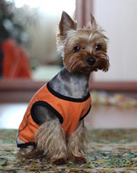 щенки Йоркширского терьера