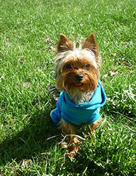 щенки Йоркширского терьера