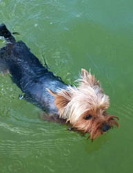 щенки Йоркширского терьера