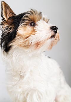 Бивер Йорк фото