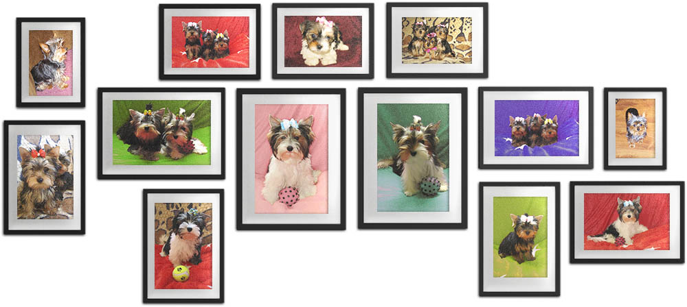 Фото Йоркширского и Бивер терьеров