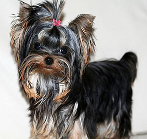 Щенок Йорк девочка