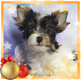 Бивер Йорк девочка мини