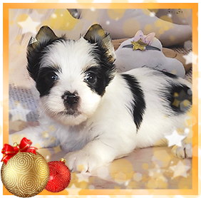 Бивер Йорк девочка мини