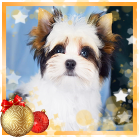 Бивер Йорк мальчик мини