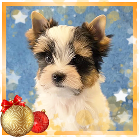 Бивер Йорк девочка мини