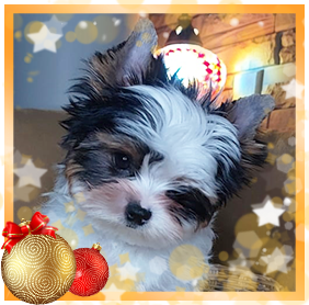 Бивер Йорк мальчик мини