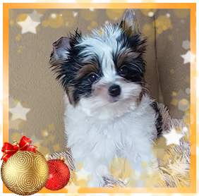 Бивер Йорк мальчик мини