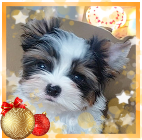 Бивер Йорк мальчик мини