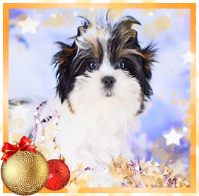 Бивер Йорк девочка мини