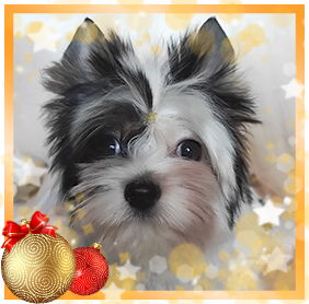 Бивер Йорк девочка мини