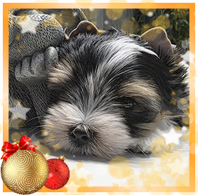 Бивер Йорк девочка мини