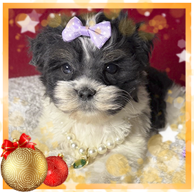 Бивер Йорк девочка мелкий стандарт