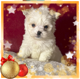 Бивер Йорк девочка мини