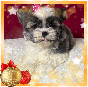 Бивер Йорк девочка мелкий стандарт