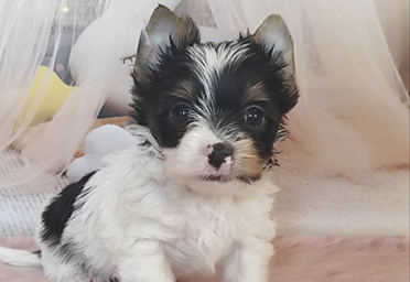 фото щенков Бивера