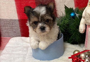 Девочка Померанец