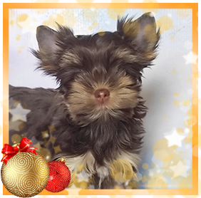 фото Йорка девочки