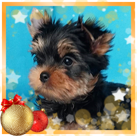 фото Йорка мальчика