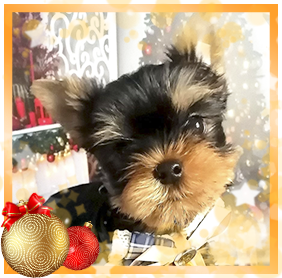 фото Йорка мальчика