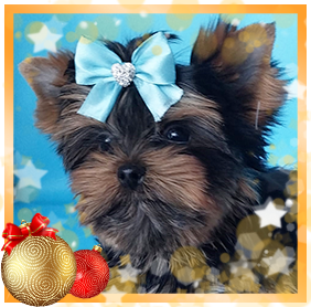 фото Йорка мальчика