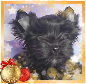 фото Йорка мальчика