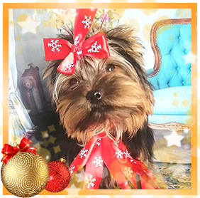 фото Йорка мальчика