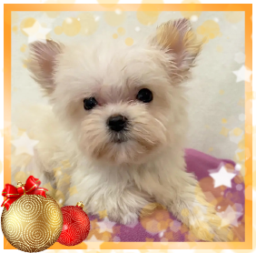 фото Йорка мальчика