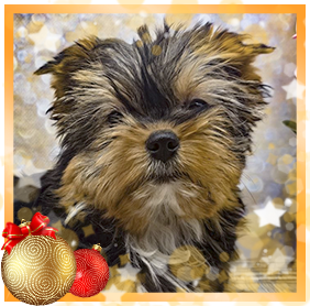 фото Йорка девочки