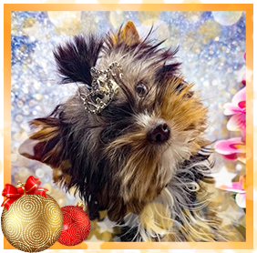 фото Йорка девочки