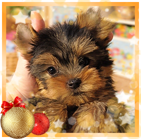 фото Йорка мальчика